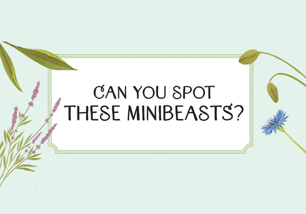 Can you spot these minibeasts?