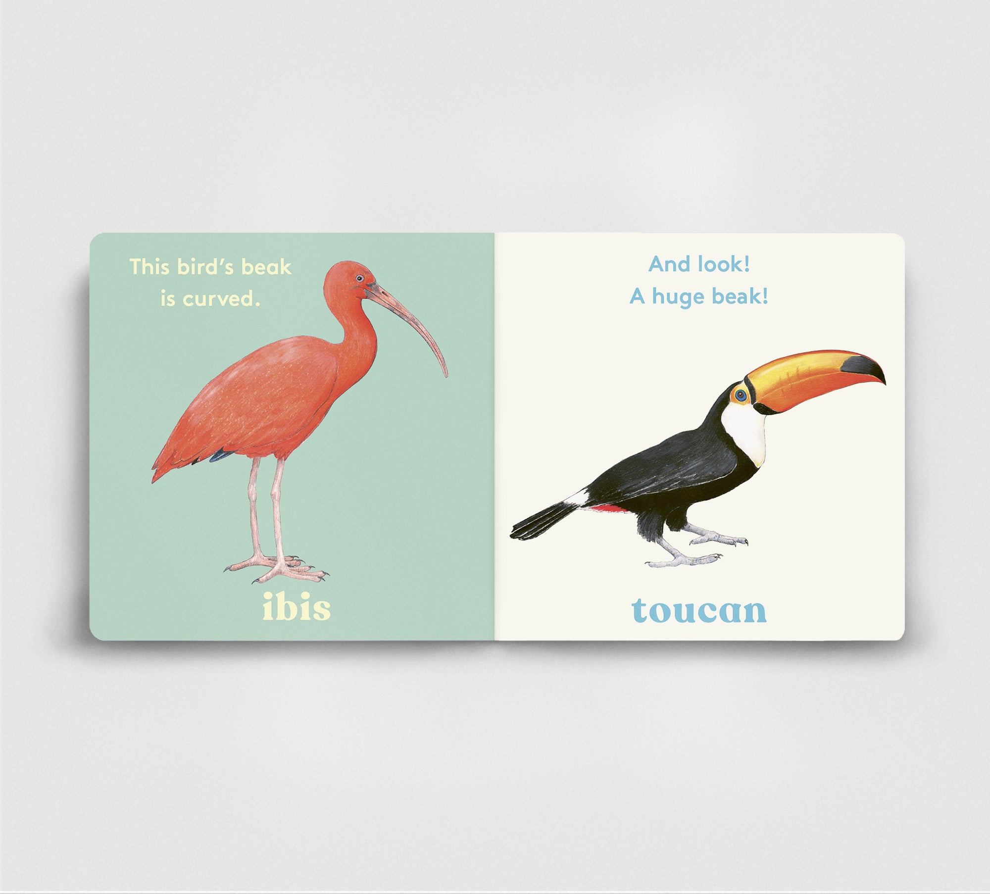 Look! A bird! – Magic Cat Publishing